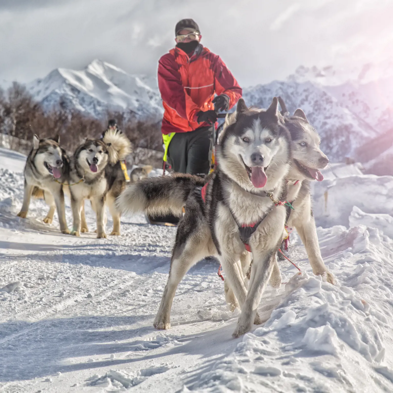 Absolviere das «Musher Diplom» mit deinem Husky-Rudel